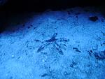 Sand sifting sea star