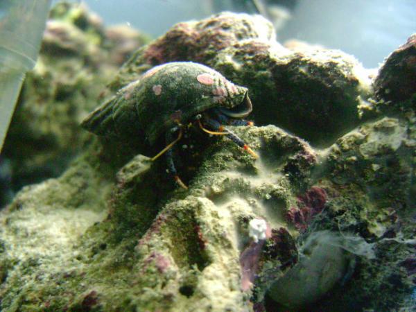 Dwarf Blue Legged Hermit