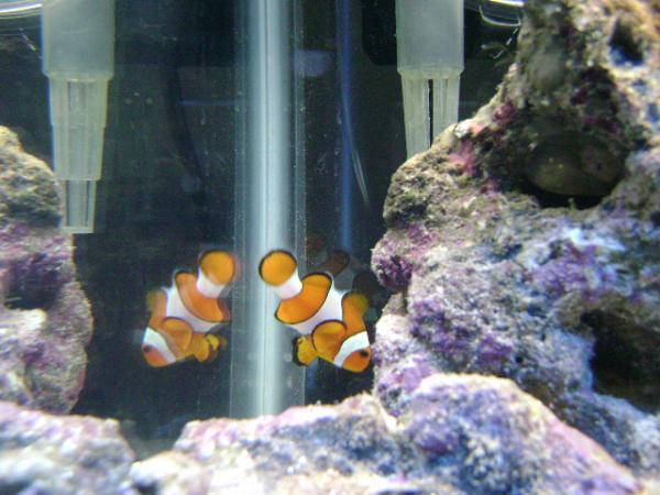 Marlin the Clown Fish