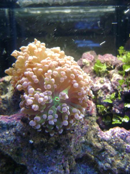 Small three head frog spawn coral