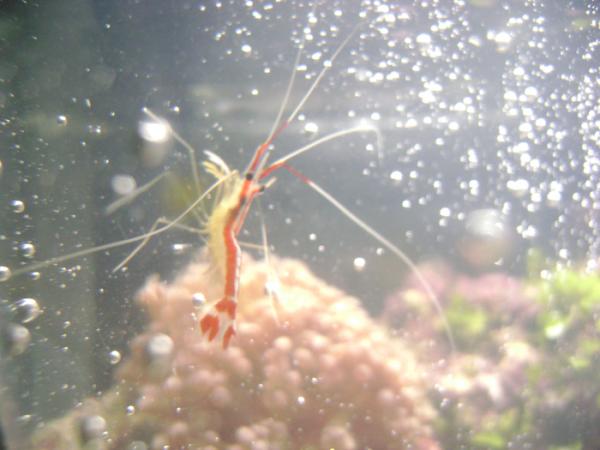 Skunk Cleaner Shrimp