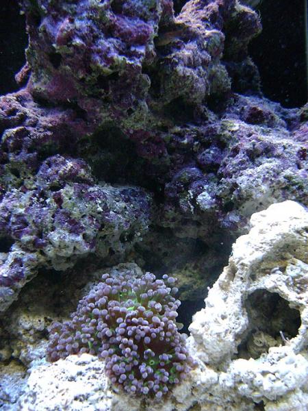 Frog Spawn and Tail spot blenny