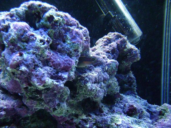 Tail spot blenny