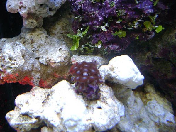 Zoas and 1 Button Polyp