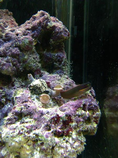 Tail spot blenny sitting with Zoas