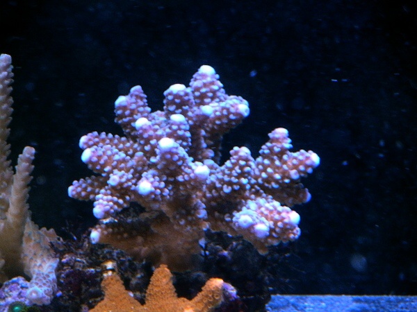 12112010 coral1
