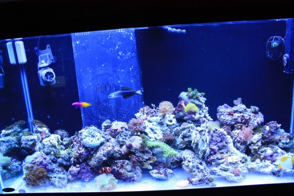 Aquarium 146 RESIZE (600 x 400)