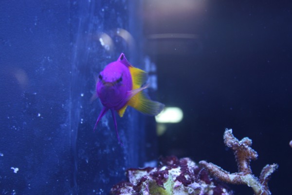 Aquarium 112 good (600 x 400)