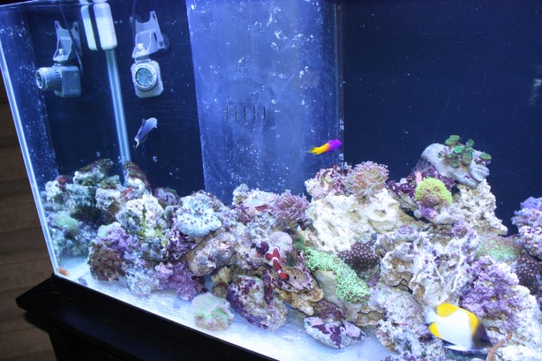 Aquarium 126 Resize (600 x 400)