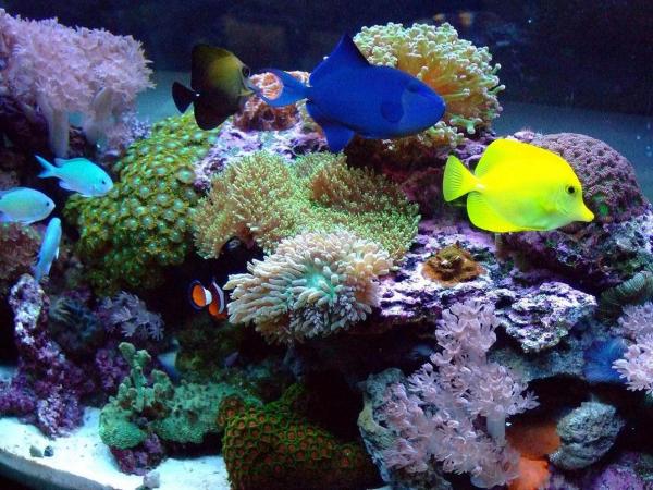 My Reef 2