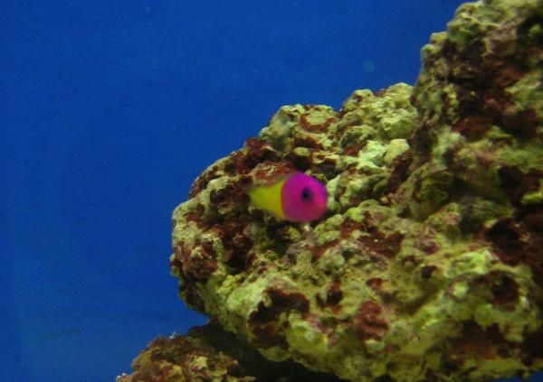 Royal Dottyback