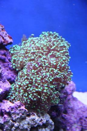 Frogspawn1