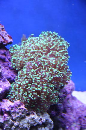 Frogspawn1