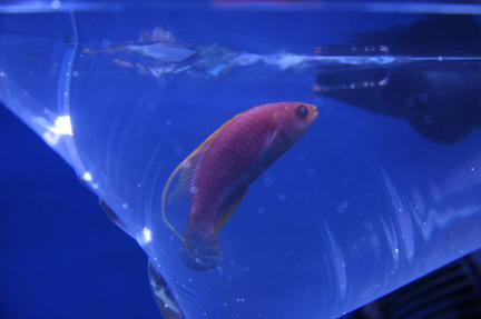 WhipfinWrasse1