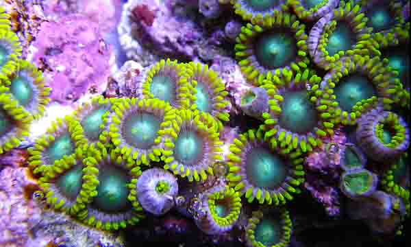 RadioActiveDragonEyeZoanthid