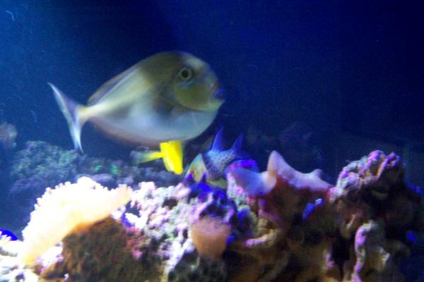 100 1740
unicorn tang (siren) i think this ones female