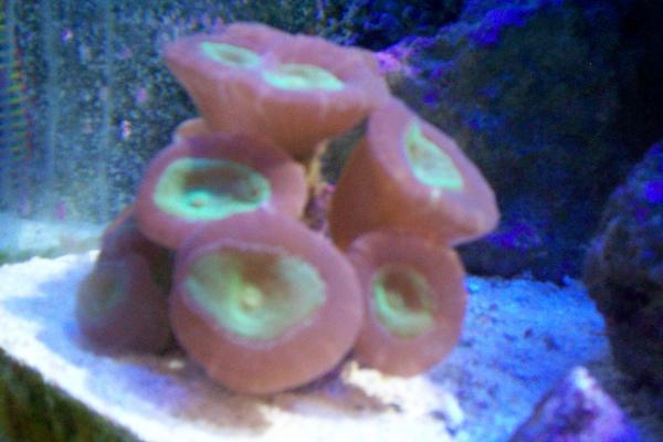 100 1745
candy cane coral heads are splitting fragging cant be far off