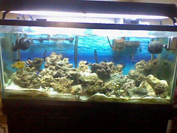 fish tank 2