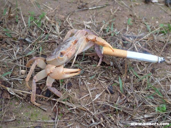 smoking crab