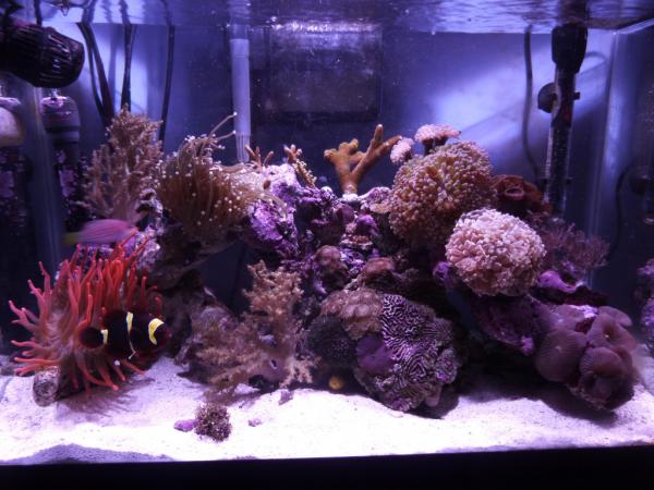 Tank Shot
Feb 2011