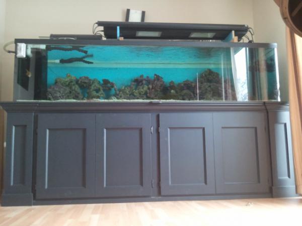 300g gallon 8 foot tank custom build by concept