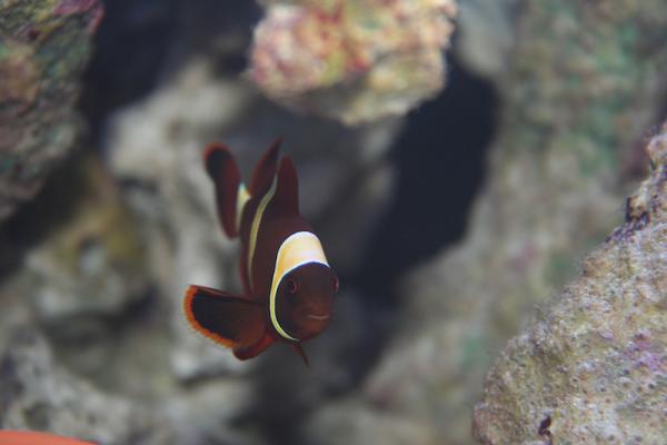 Gold Stripe Maroon Clown