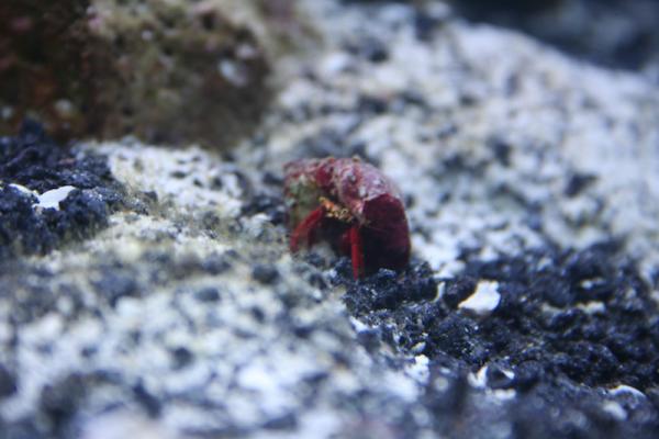 Scarlet Hermit Crab