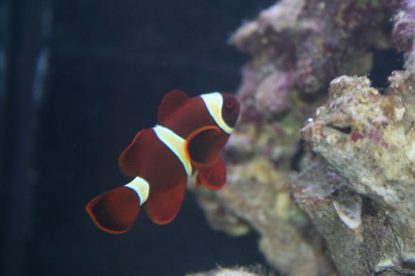 Gold Stripe Maroon Clown