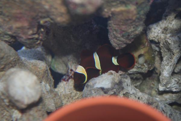 Gold Stripe Maroon Clown