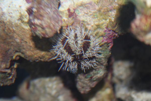 Short Spine Urchin