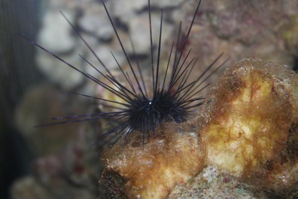 Long Spine Urchin