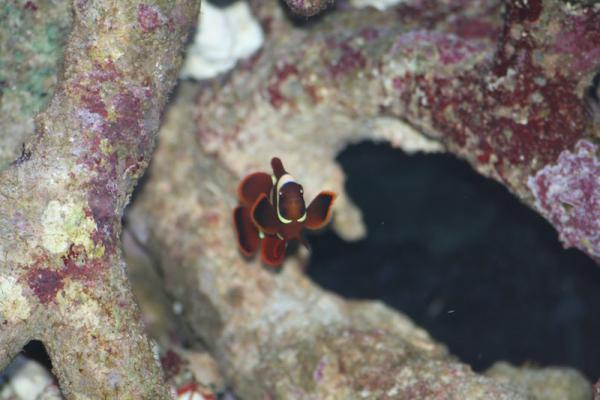 Gold Stripe Maroon Clown