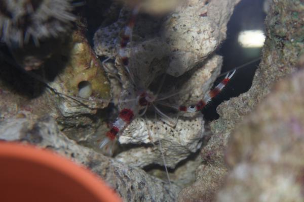 Coral Banded Shrimp