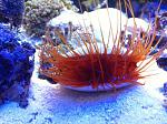 Flame Scallop