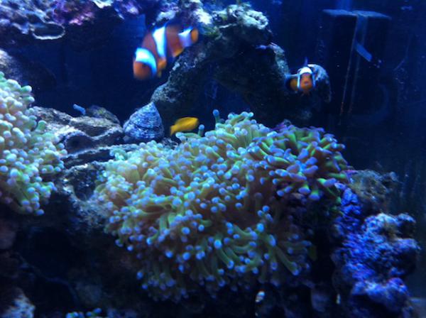 Frog spawn with clownfish, yellow clown goby