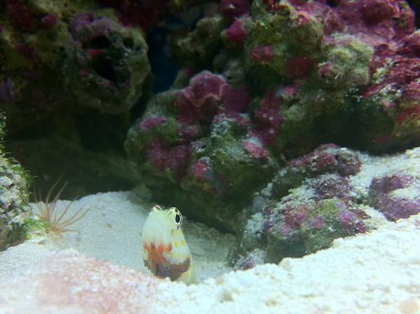 Orange Spot Goby