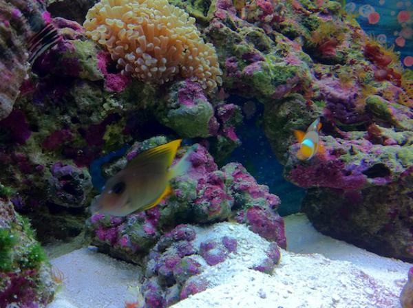 Tang+Clownfish