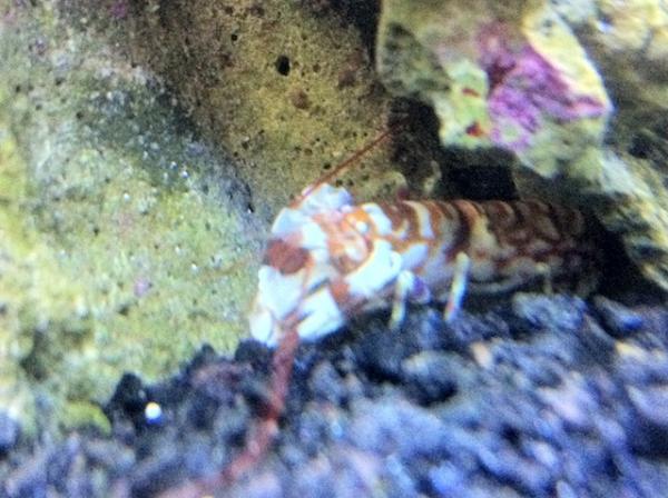 Candycane Pistol Shrimp