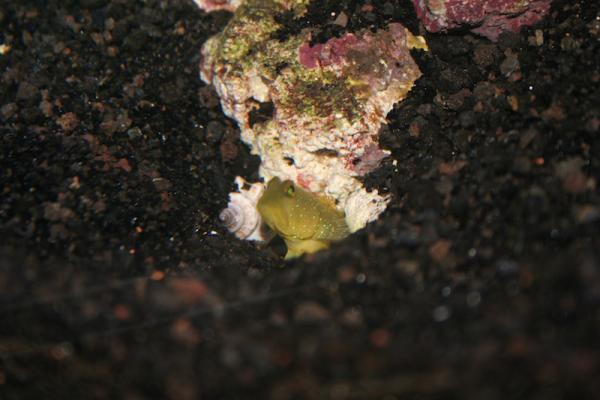 Watchman Goby