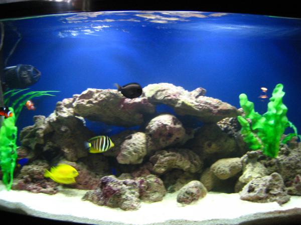 Aquarium 003