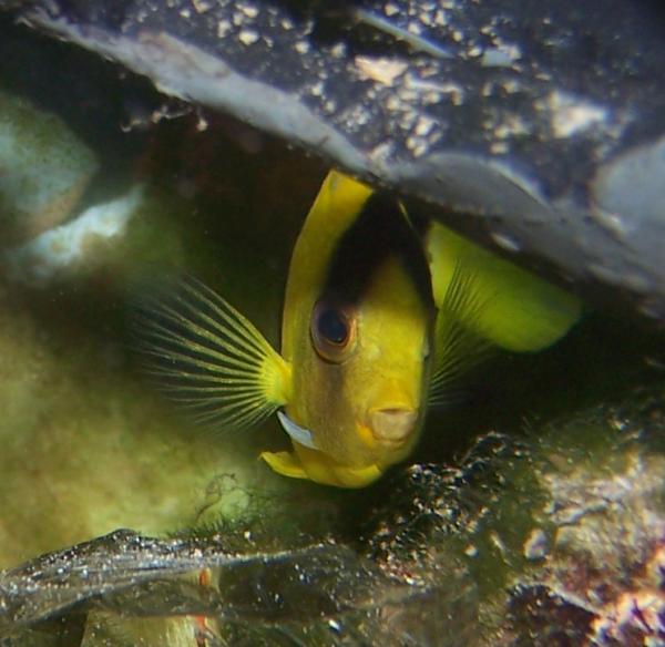 morpheus our one-eyed bi-coloured angelfish