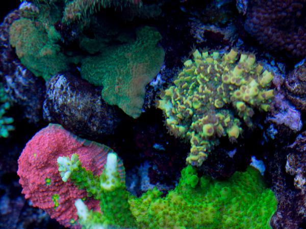 Reef Raft Yellow Orange Tenius