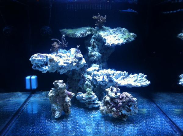 wayners aquascaping 2