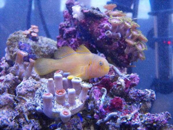 New Citron Clown Goby