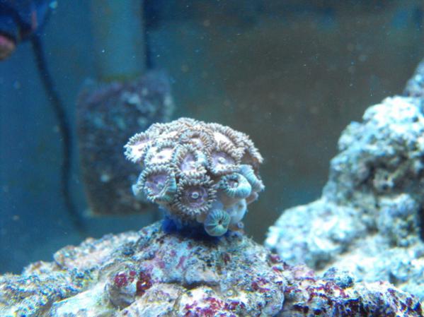 Pink zoas