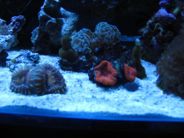 a couple of the corals