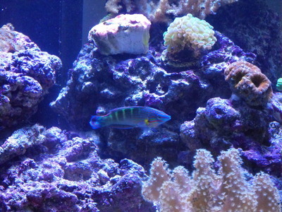 Melanarus wrasse