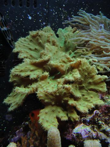 Green Cabbage Leather Coral