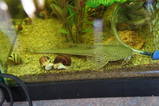 Spoonface whiptail pleco