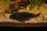 L239 Blue Panaque Pleco